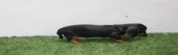 Teckel Miniatura perros en venta: Teckel Miniatura  - Anuncio 7