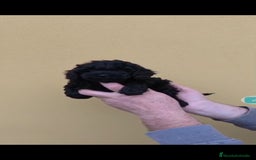 Caniche Toy perros en venta: Caniche mini toy - Anuncio 1