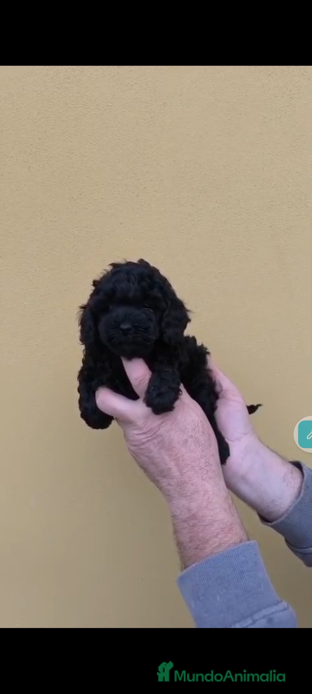 Caniche Toy perros en venta: Caniche mini toy - Anuncio 1