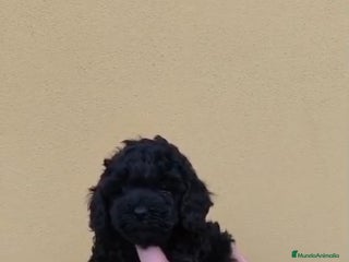 Caniche Toy perros Caniche mini toy - Anuncio 3