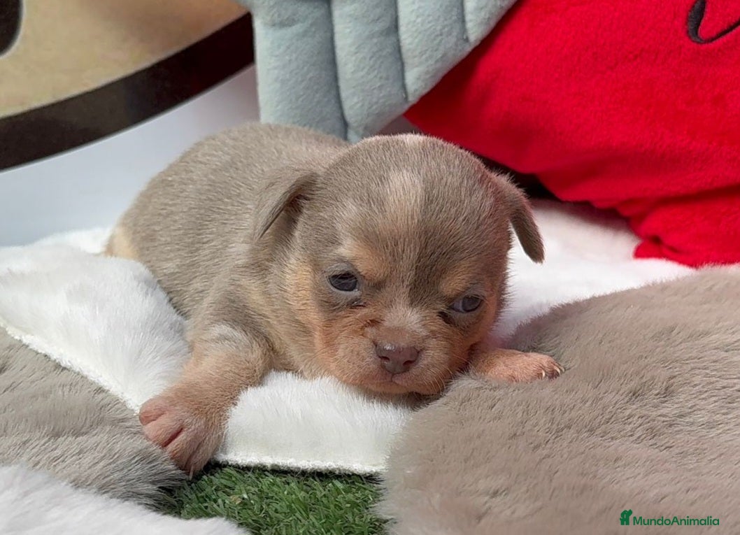 Chihuahua perros Chihuahua - Anuncio 2