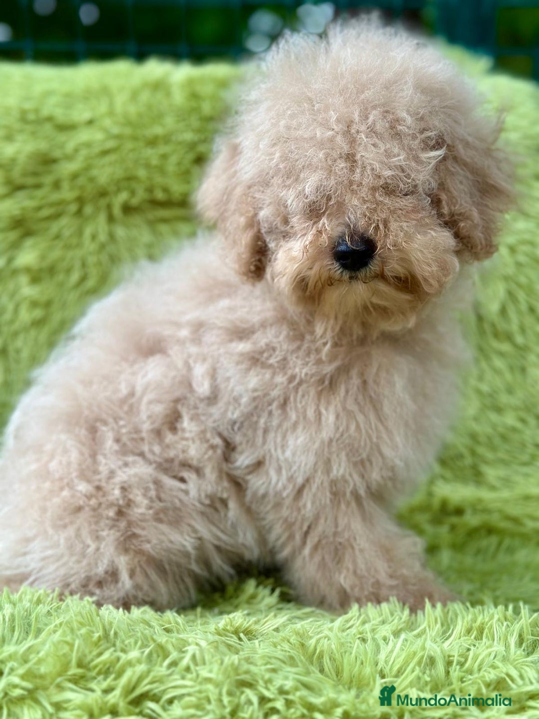Caniche Enano perros en venta: CANICHE ENANO APRICOT MACHO - Imagen 1