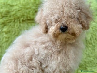 Caniche Enano perros CANICHE ENANO APRICOT MACHO - Anuncio 8