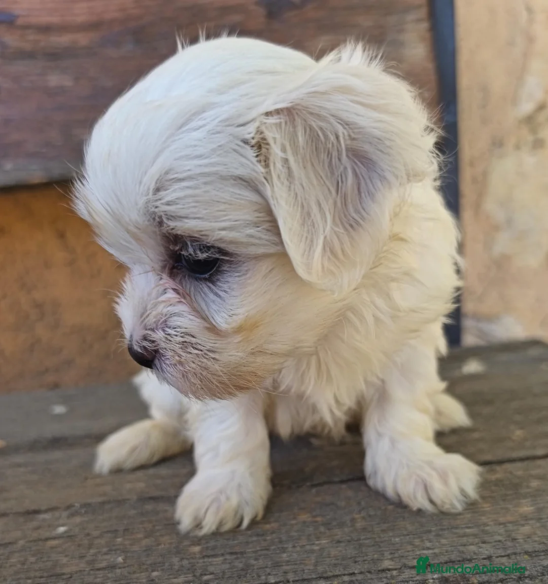 Bichón Maltés perros en venta: Malteses mini - Anuncio 2