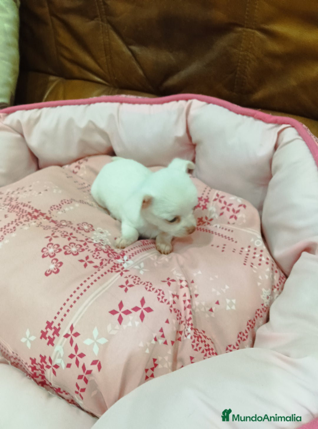 Chihuahua perros en venta: CHIHUAHUA TOY - Imagen 4