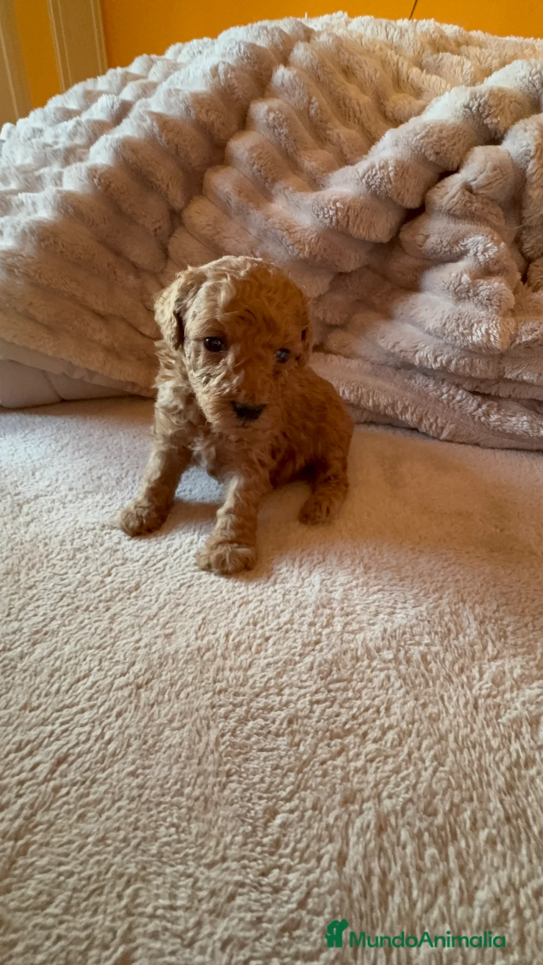 Caniche Toy perros en venta: Cachorro caniche Toy rojo  - Anuncio 11