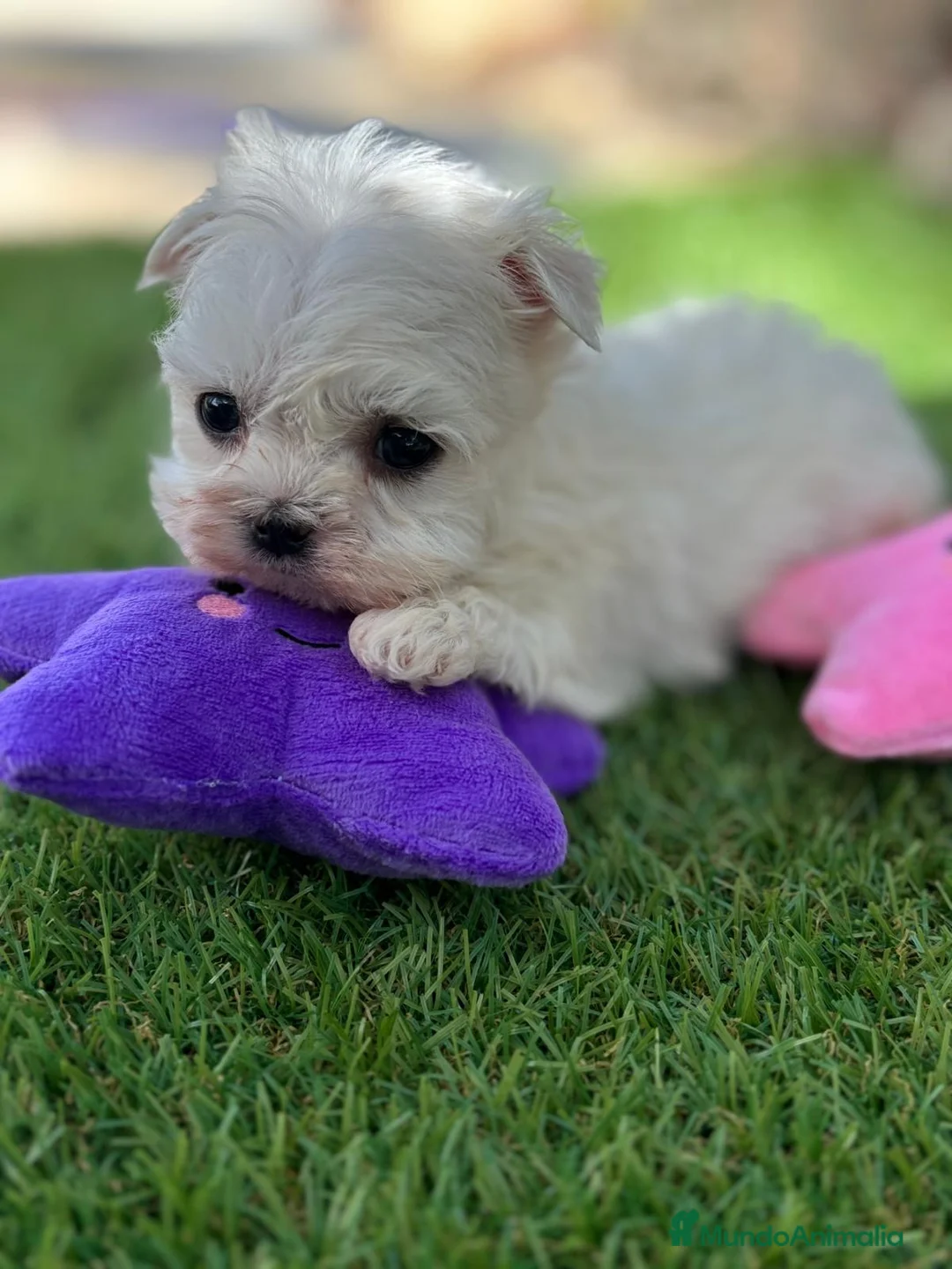 Bichón Maltés perros en venta: Bichon maltés líneas coreanas  - Anuncio 2