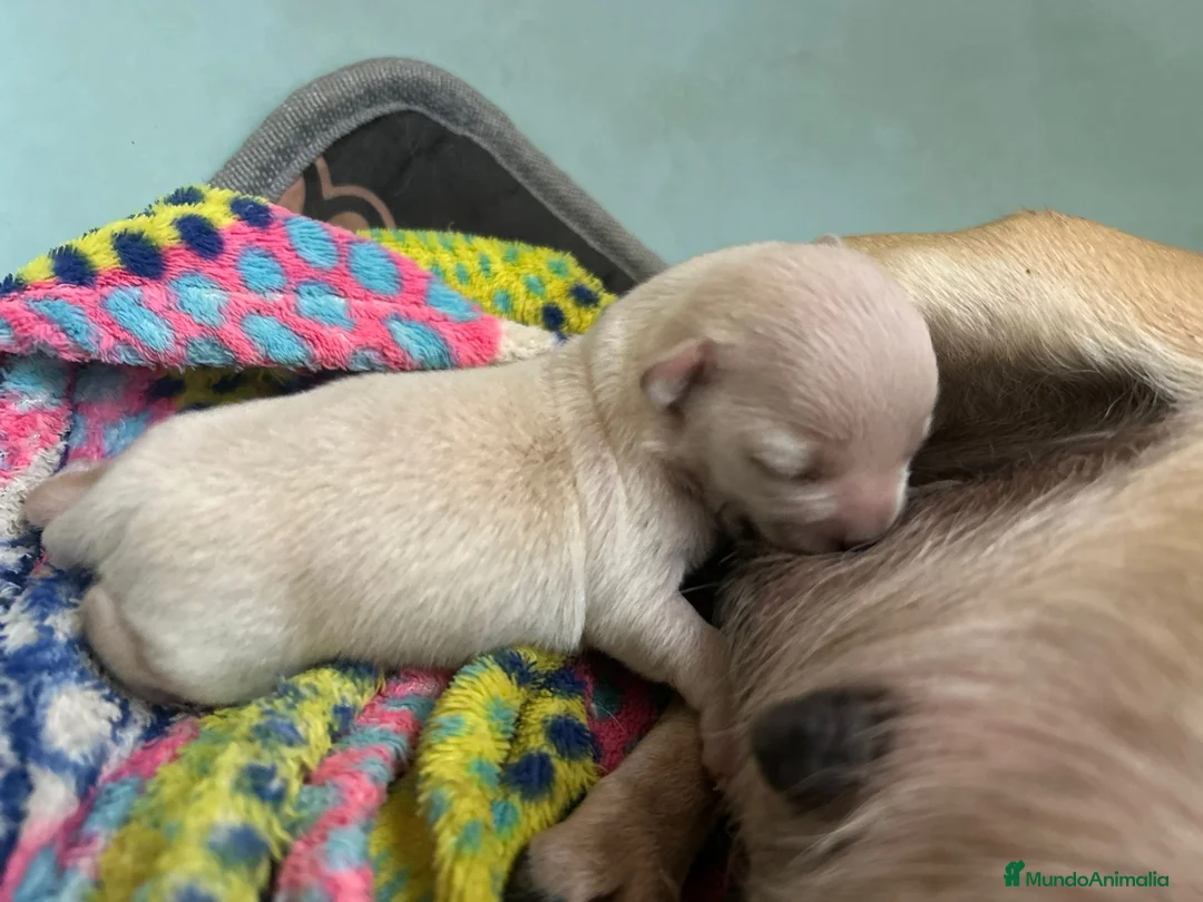 Chihuahua perros en venta: Chihuahua  - Anuncio 1