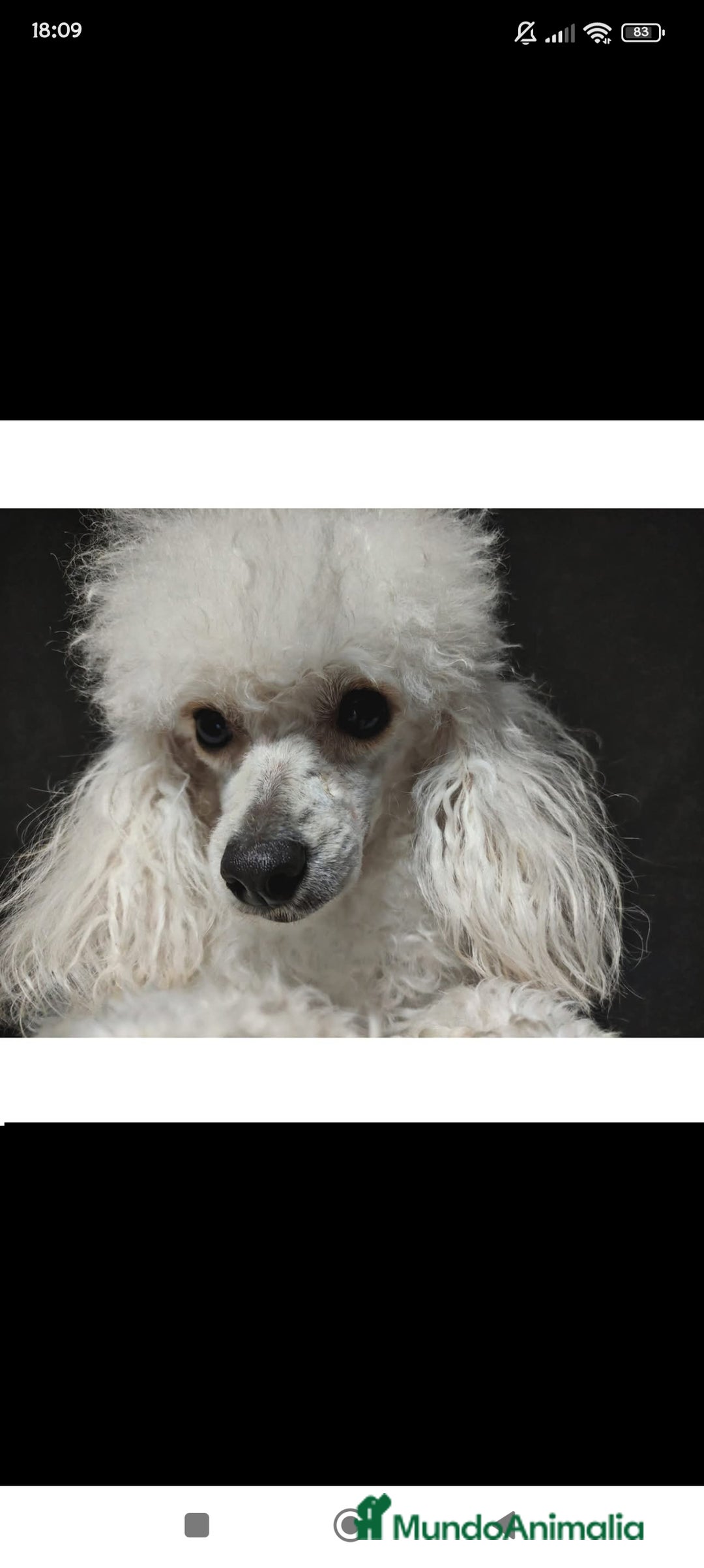 Caniche Toy perros en venta: Caniche toy hembra - Anuncio 3