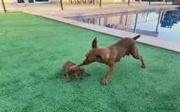 Pinscher Miniatura perros en venta: Pinscher macho  - Imagen 2