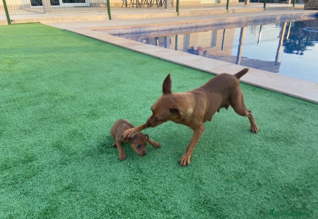 Pinscher Miniatura perros en venta: Pinscher macho  - Imagen 2