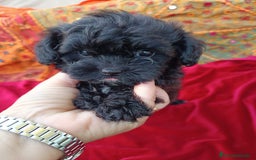 Maltipoo perros en venta: Maltipoo en Cádiz - Imagen 15