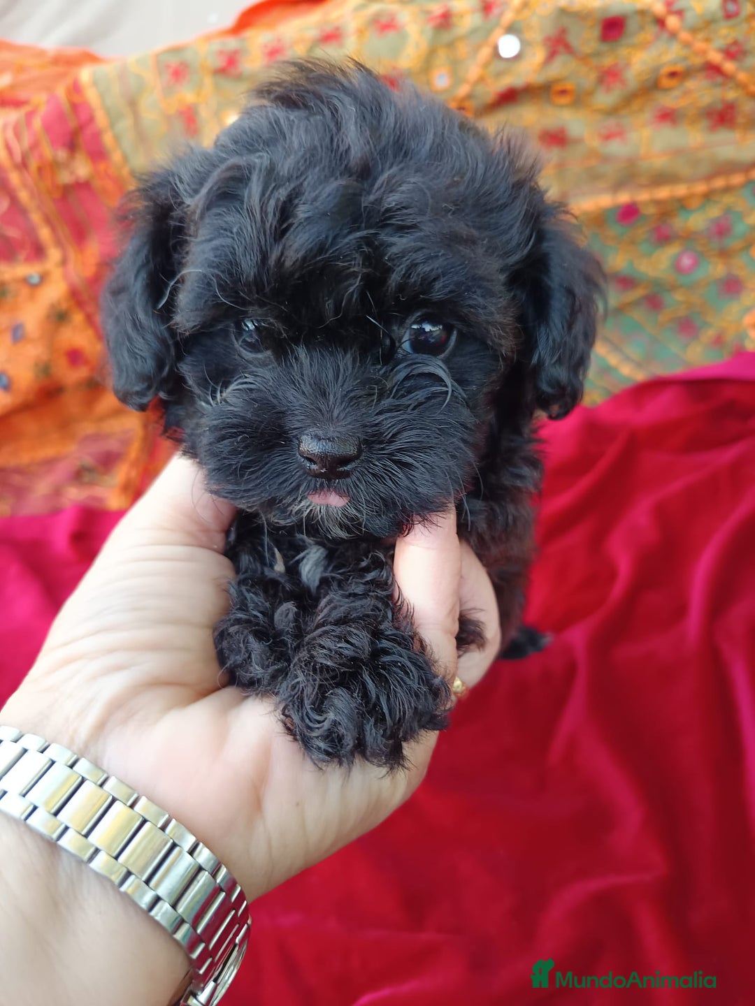 Maltipoo perros en venta: Maltipoo en Cádiz - Imagen 15