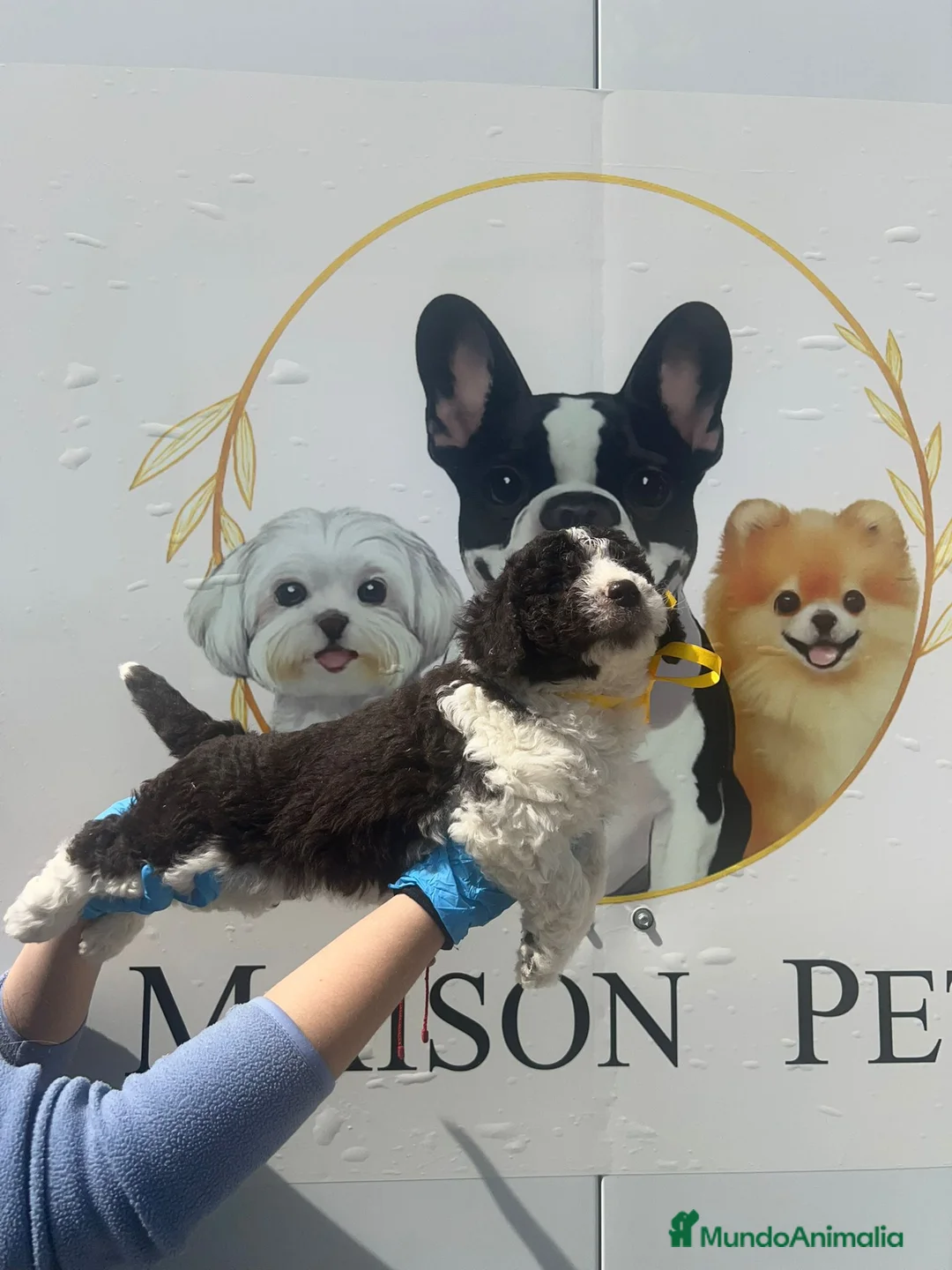 Perro de Agua Español perros en venta: Camada disponible de perros de agua chocolate  - Anuncio 4