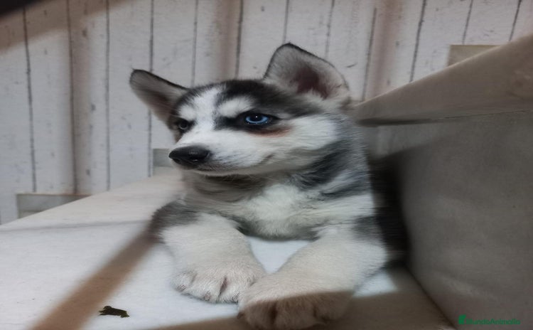 Husky Siberiano perros - Propaganda 11