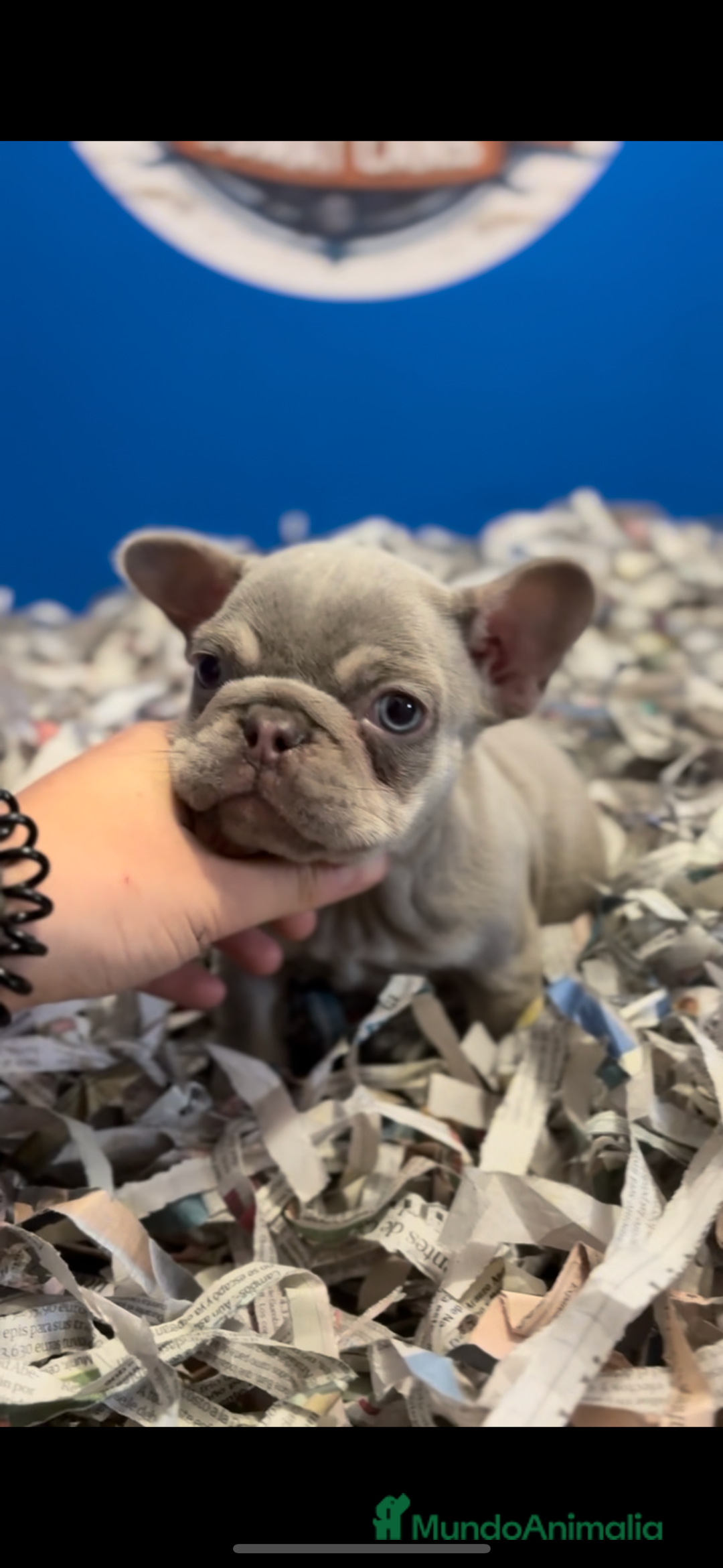 Bulldog Francés perros en venta: Hembrita new shade  - Anuncio 1