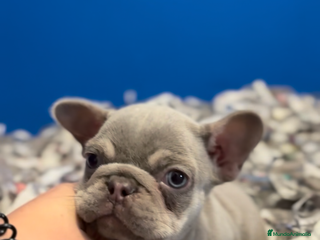 Bulldog Francés perros Hembrita new shade - Anuncio 1