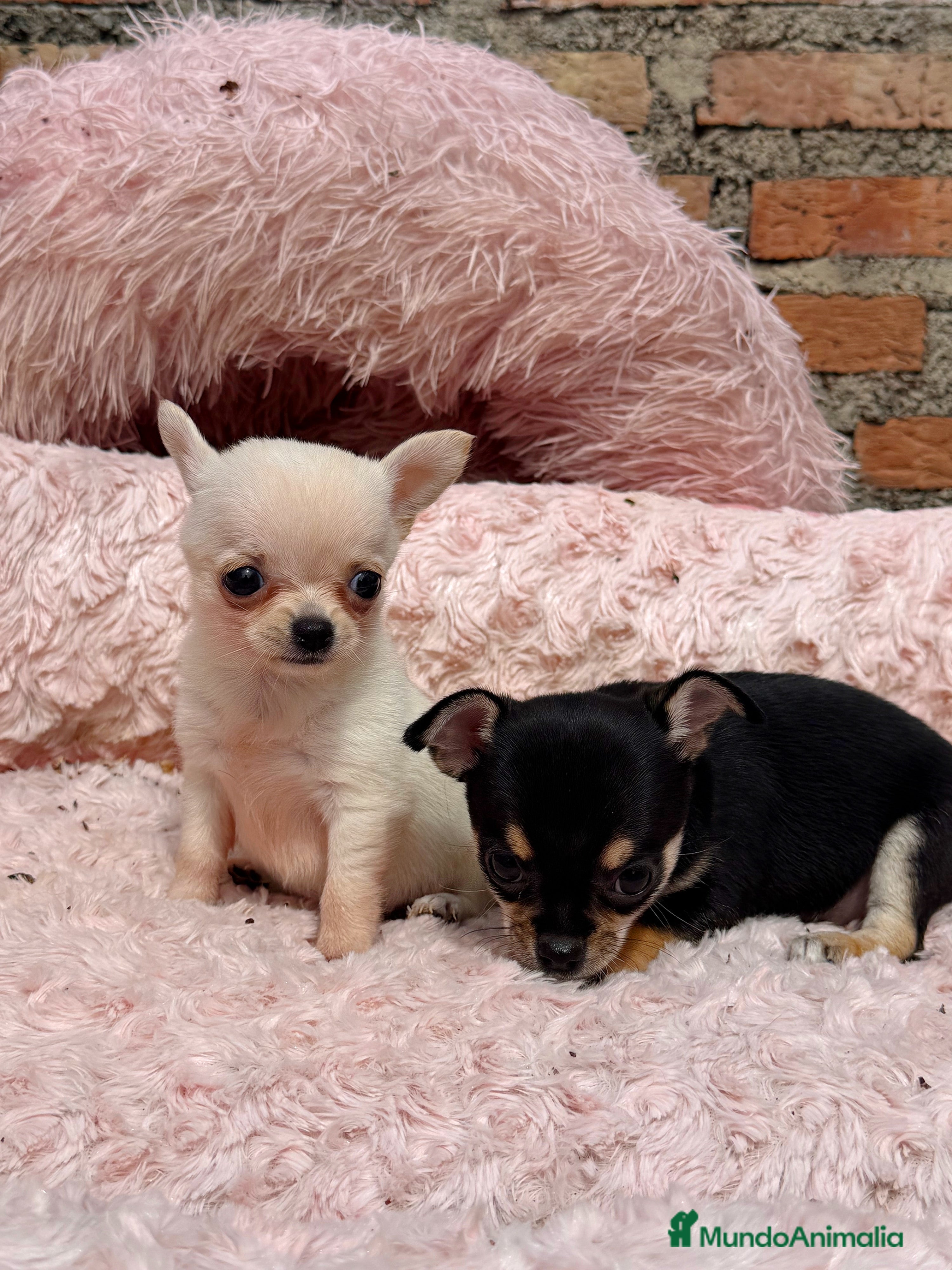 Chihuahua perros Chihuahuas hembras toy  - Anuncio 40