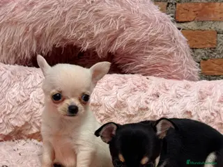 Chihuahua perros Chihuahuas hembras toy - Anuncio 40