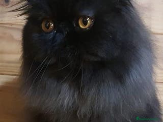 Persa gatos Precioso Gato Persa Macho - Anuncio 6