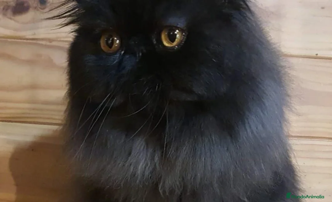 Persa gatos en adopcion: Precioso Gato Persa Macho Adulto - Anuncio 1