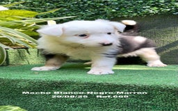 Border Collie perros en venta: Border Collie De Villa Biznaga - Imagen 7