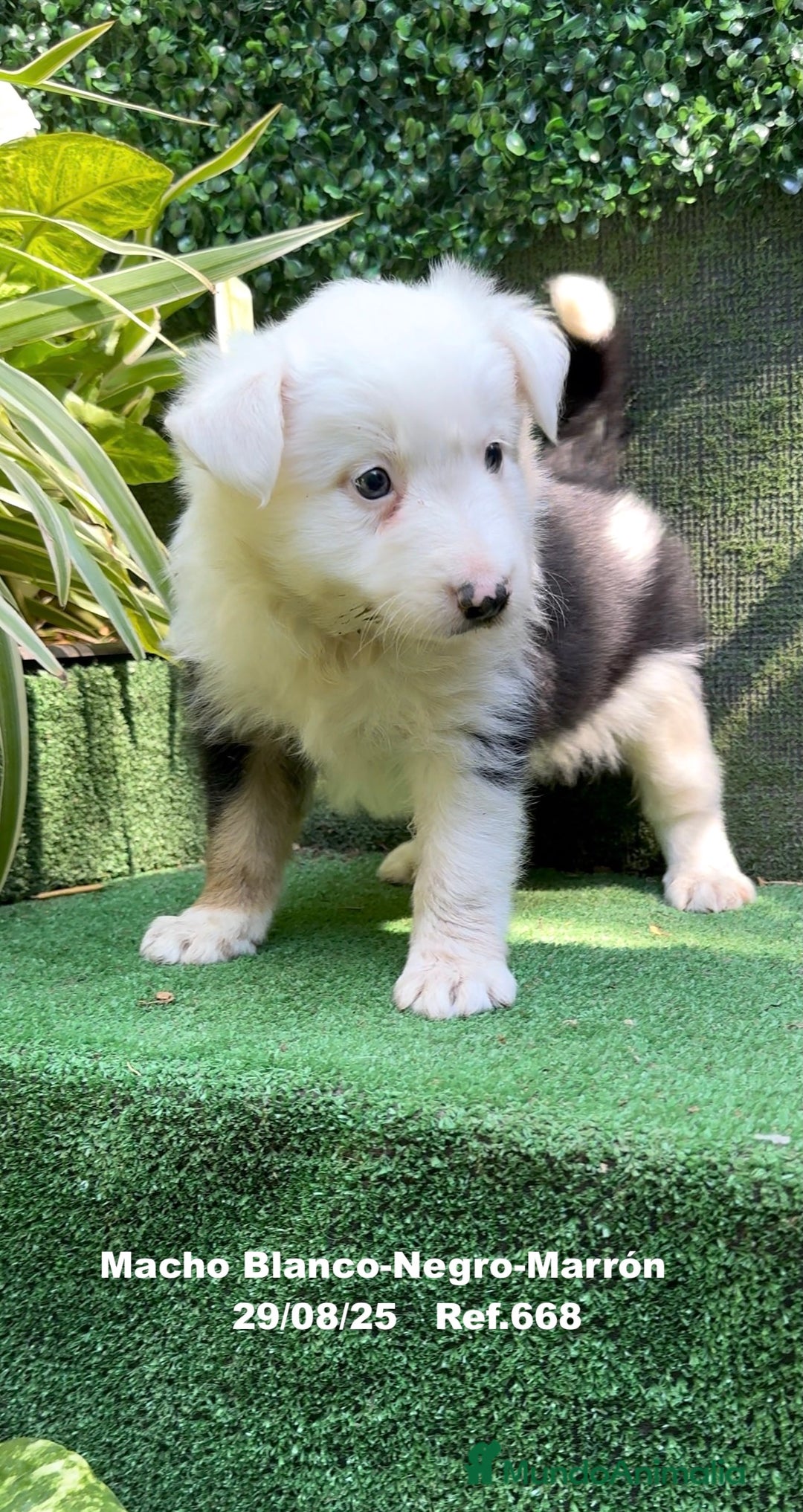Border Collie perros en venta: Border Collie De Villa Biznaga - Imagen 7