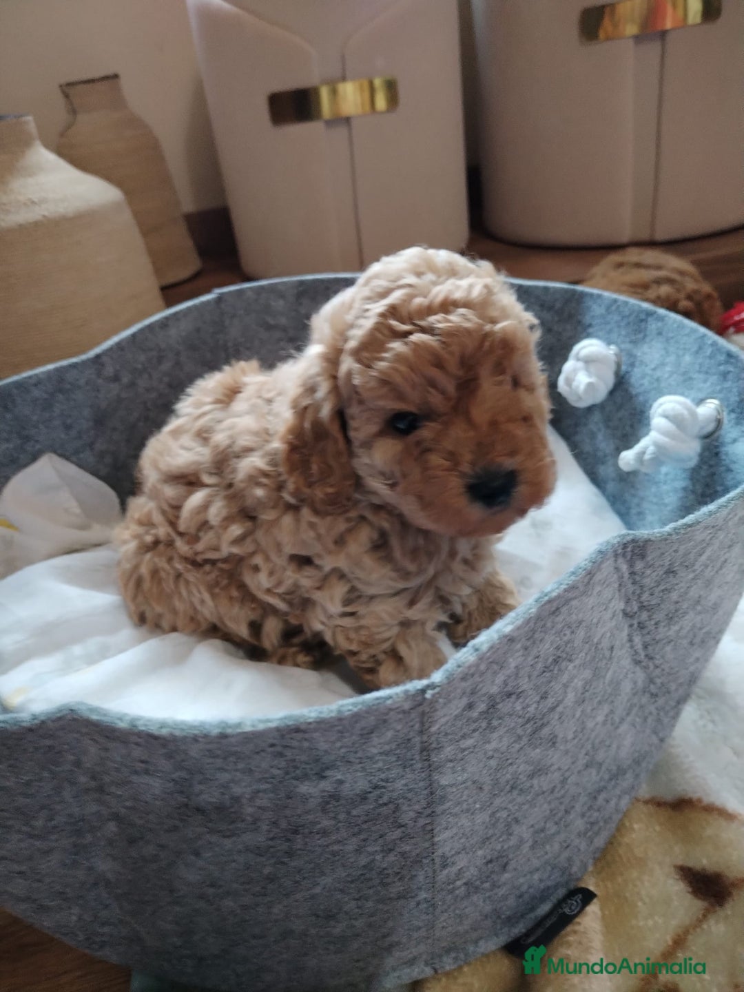 Caniche Mediano perros en venta: Caniche apricot - Anuncio 2