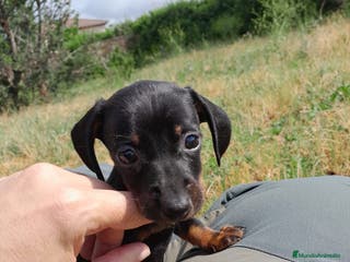 Teckel perros Teckel, cachorros nacionales - Anuncio 34