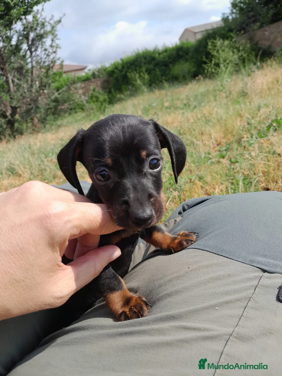 Teckel perros en venta: Teckel, cachorros nacionales    - Anuncio 1