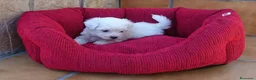 Bichón Maltés perros en venta: Bichón Maltés  - Anuncio 8