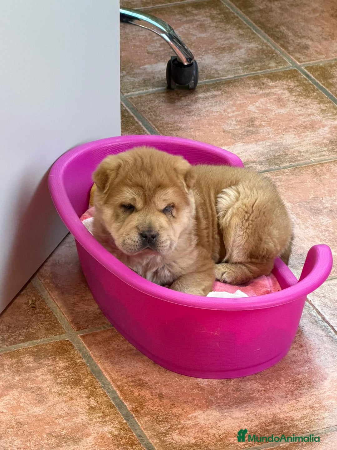Shar Pei perros en venta: Magnífica hembra Sharpei adorable  - Anuncio 2