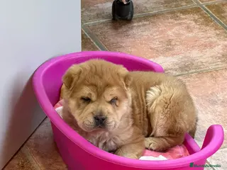 Shar Pei perros Magnífica hembra Sharpei adorable - Anuncio 3