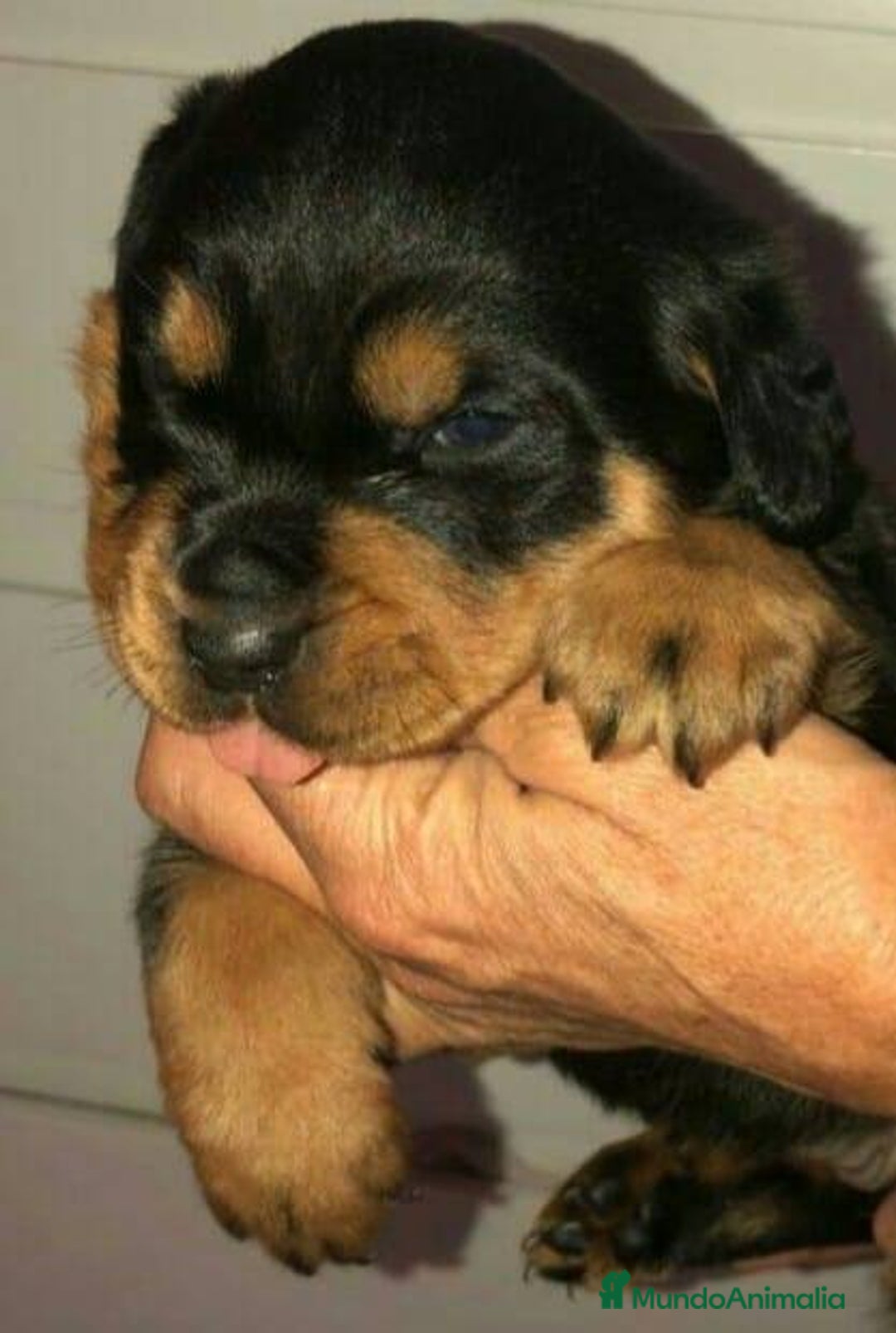 Rottweiler perros en venta: ROTTWEILER - Anuncio 5