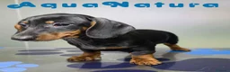 Teckel perros en venta: Teckel Hembra de Kily y Luisiño 1875 - Anuncio 9
