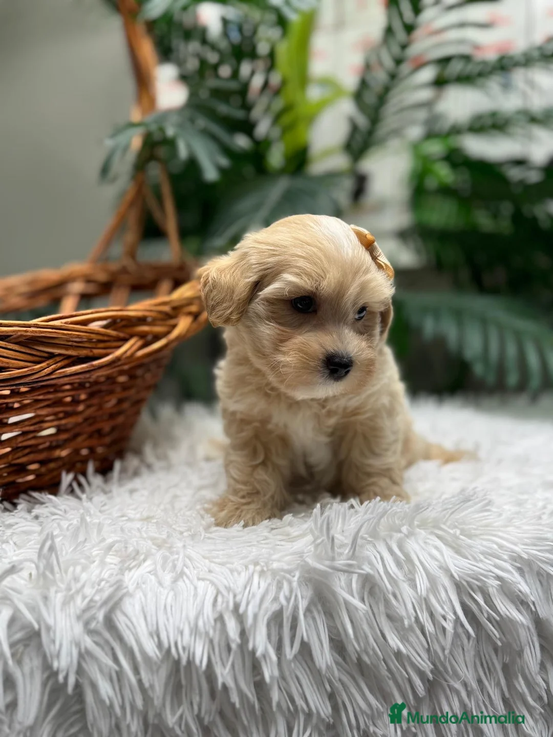 Maltipoo perros en venta: MALTIPOO 💙 - Anuncio 2