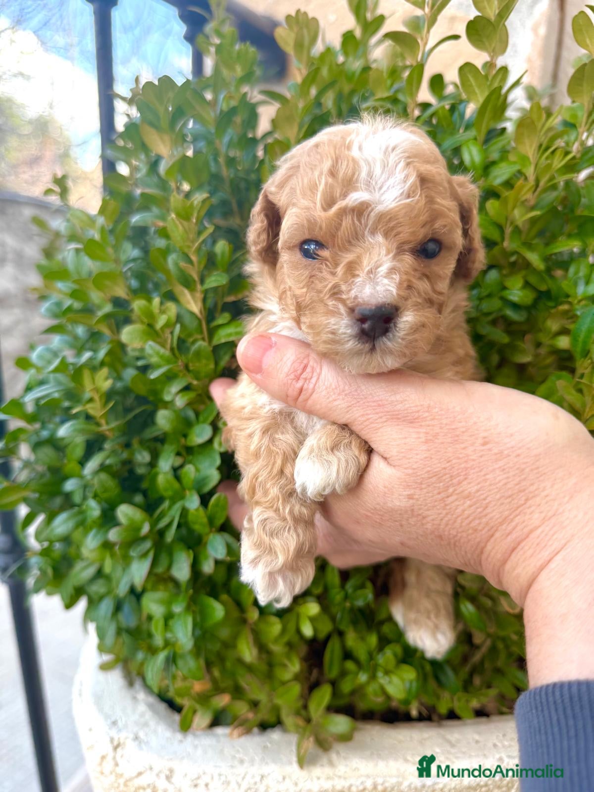 Maltipoo perros Maltipoo Toy Particolor  - Anuncio 1