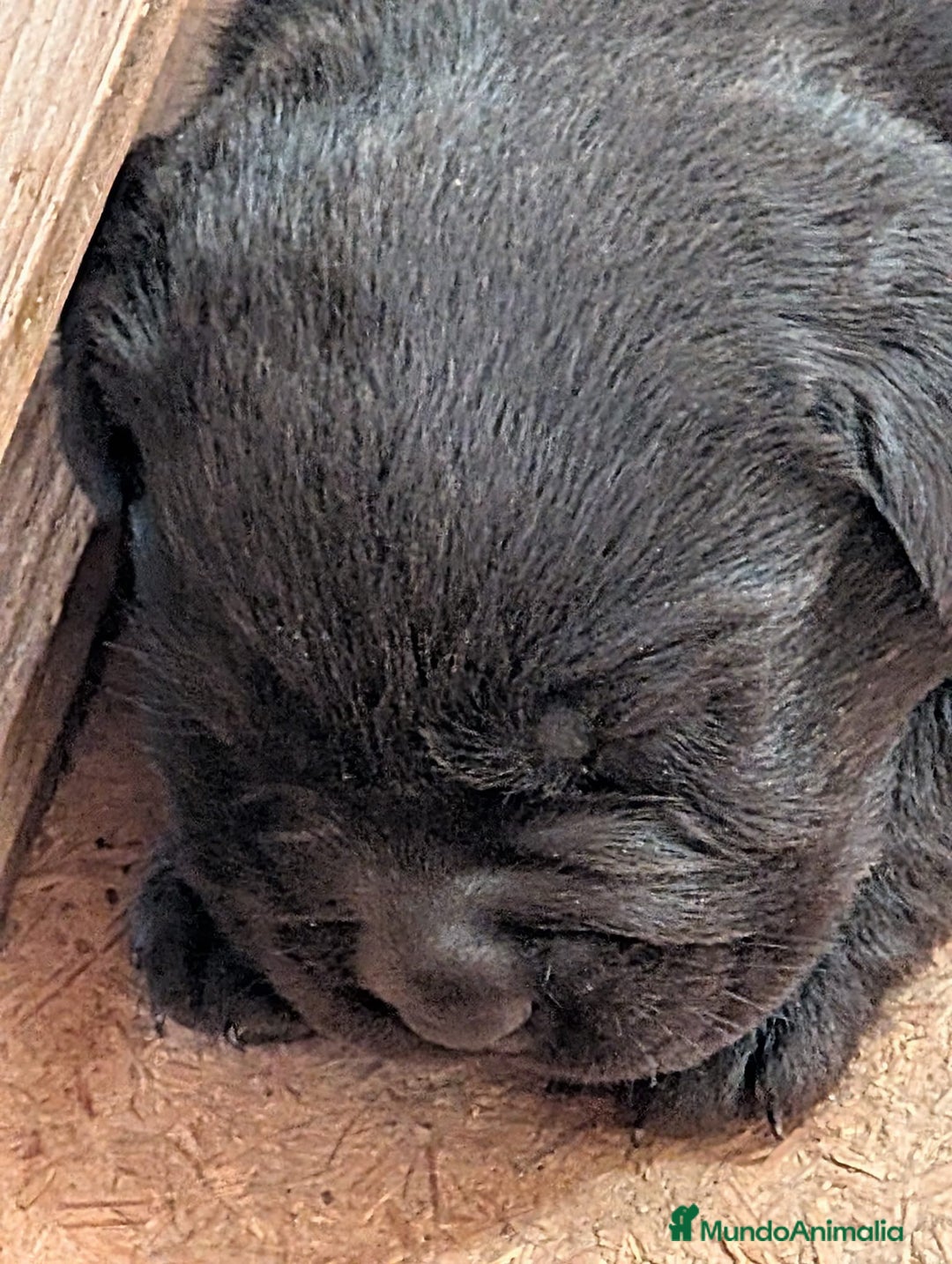 Labrador Retriever perros en venta: Labrador chocolate  - Anuncio 7