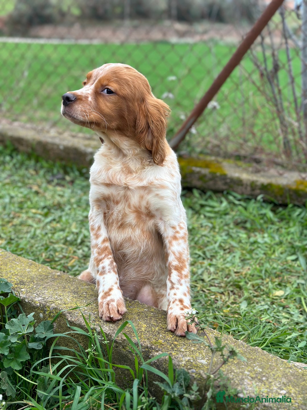 Épagneul Breton perros en venta: BRETÓN ESPAÑOL BLANCO Y NARANJA DISPONIBLES en Barcelona - Imagen 5