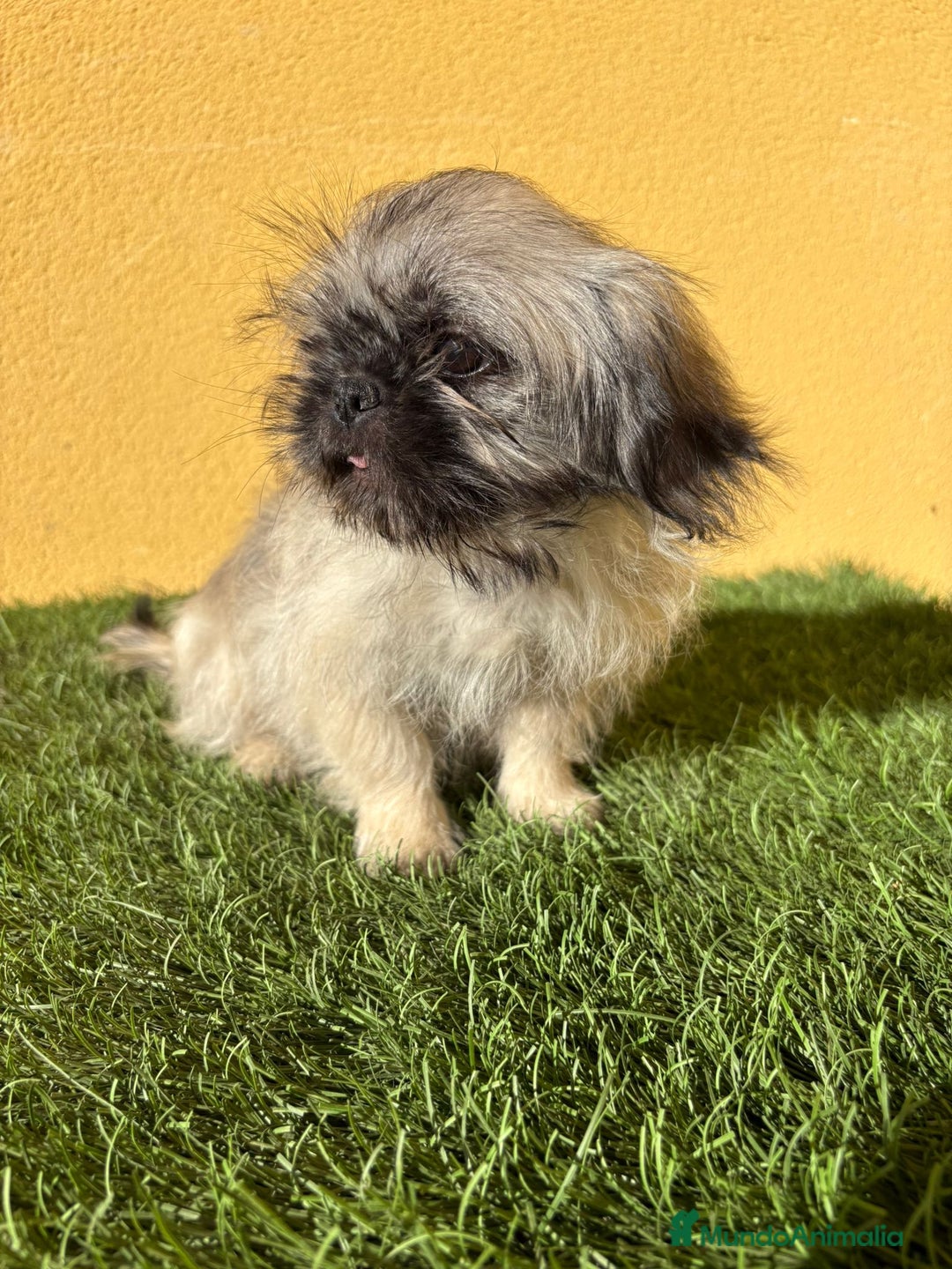 Pekinés perros en venta: cachorrita de Pekines Imperial  - Imagen 5