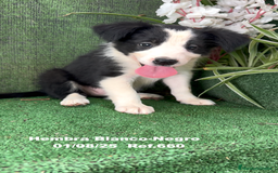 Border Collie perros en venta: Border Collie hembra - Imagen 8