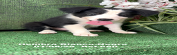 Border Collie perros en venta: Border Collie hembra - Anuncio 8