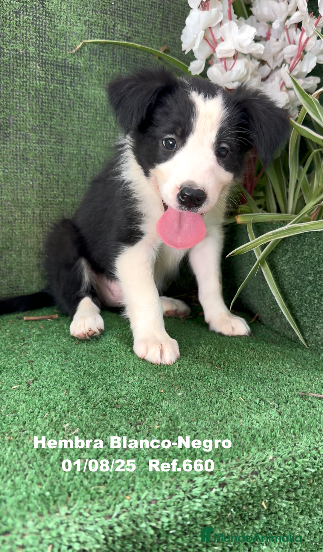 Border Collie perros en venta: Border Collie hembra - Imagen 8