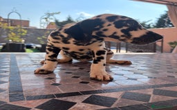 Dálmata perros en venta: Dalmata - Imagen 2