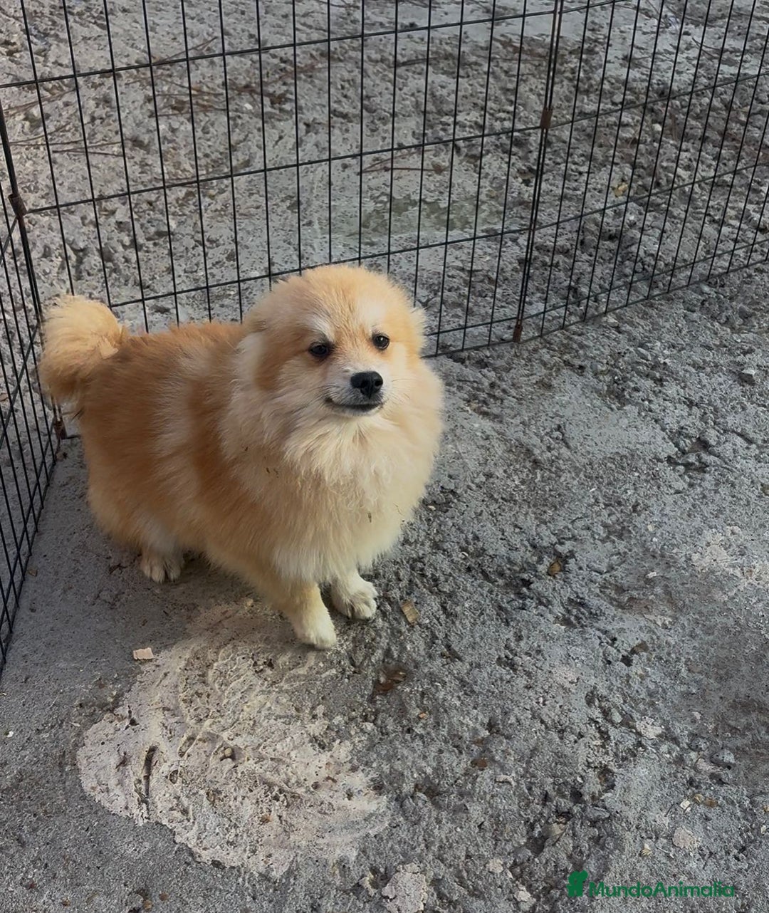 Pomerania perros en venta: Pomerania 6 meses  - Anuncio 5