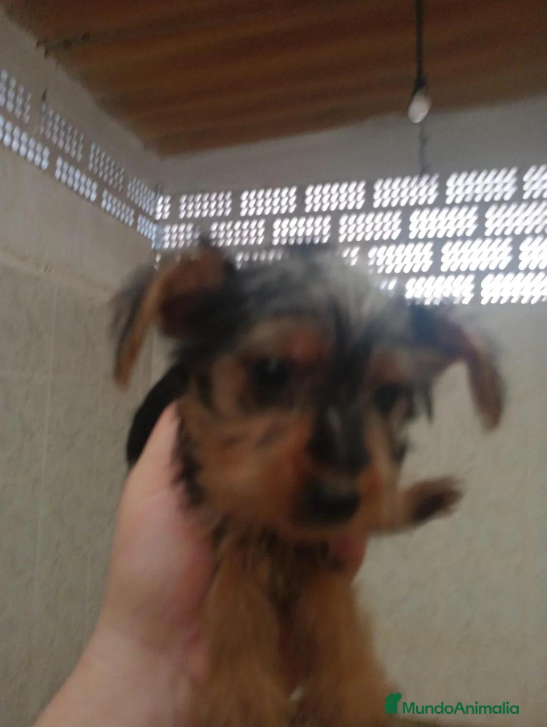 Yorkshire Terrier perros en venta: Yorkshire toy - Anuncio 2