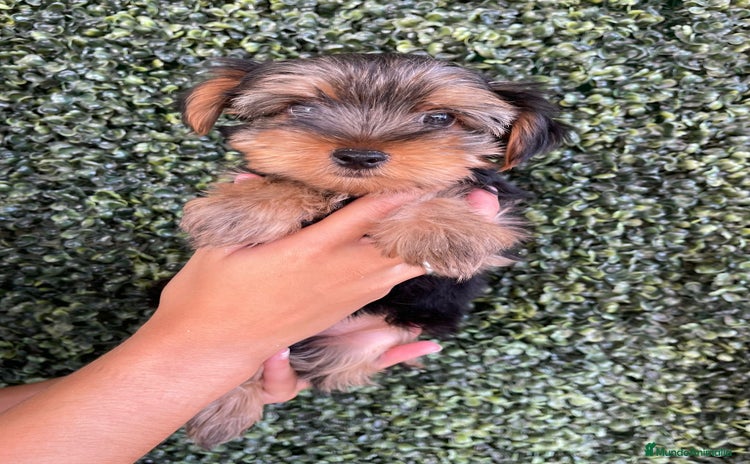 Yorkshire Terrier perros - Propaganda 2