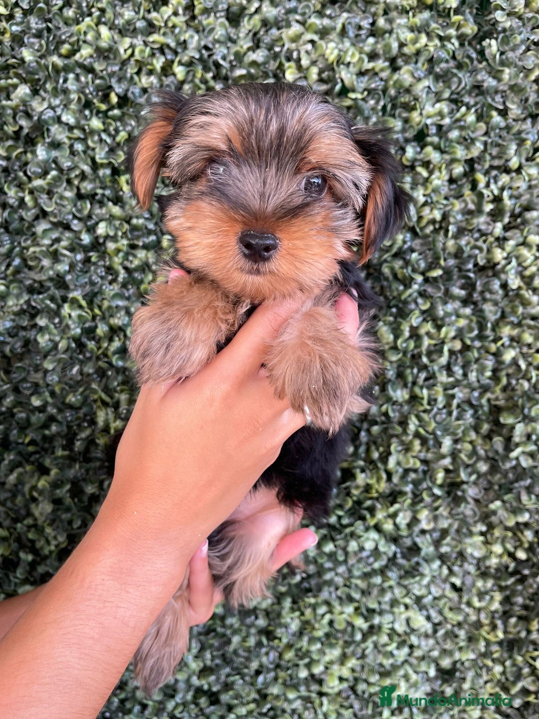 Yorkshire Terrier perros en venta: YORKSHIRE - Imagen 1