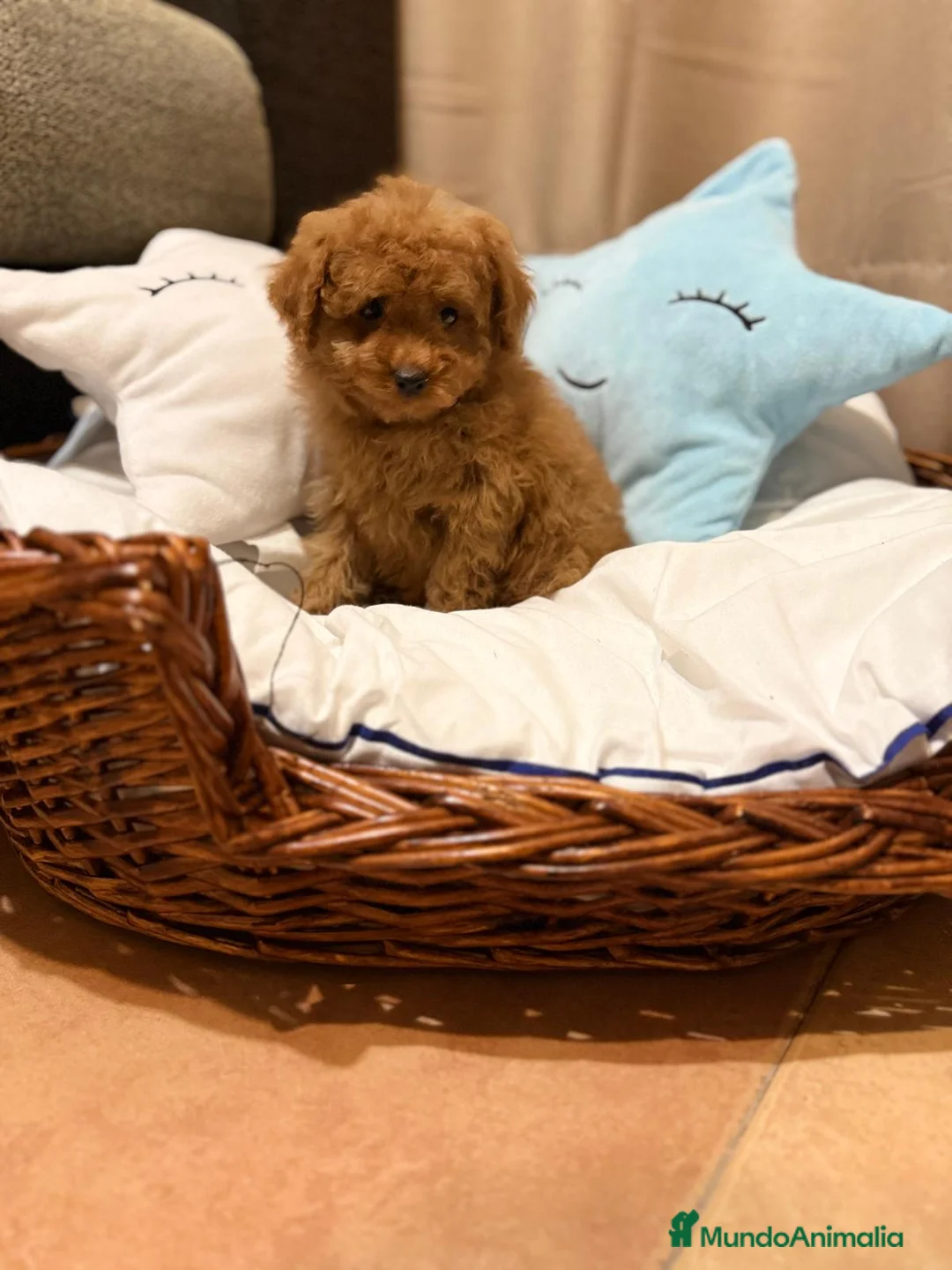 Caniche Toy perros en venta: Caniche Toy entrega en abril !!! - Anuncio 7