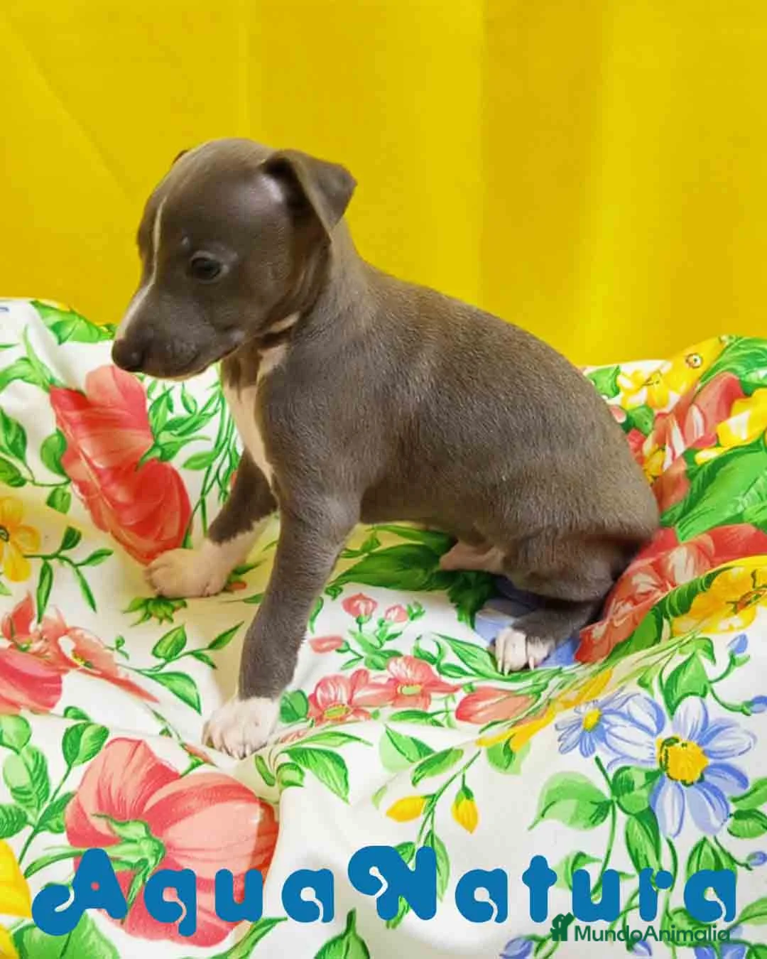 Pequeño Lebrel Italiano perros en venta: Lebrel Italiano Macho 1755 AQUANATURA - Anuncio 11